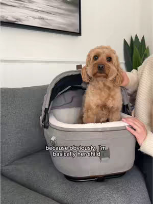 A medium shot shows a small, brown dog sitting in a gray pet carrier on a gray couch. The dog is looking at the camera. The carrier is partially open, and a human hand is visible, resting on the carrier. Behind the dog is a blurred image of a picture frame and a green plant. In the bottom left of the frame is a text overlay. The overall composition is casual and inviting.