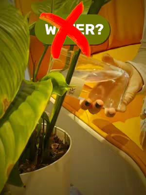 The image shows a hand holding a clear container of water, apparently about to water a house plant. On the leaves is a red X over a green bubble containing the word WATER, with a question mark, seemingly suggesting that the plant does not need water.