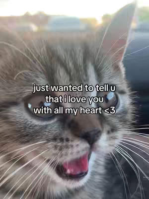 The image features a close-up of a cat's face. The cat has its mouth open, revealing its pink tongue. Superimposed on the image is white text.