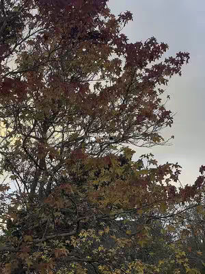 The image captures a tree in the midst of autumn, with its leaves displaying a vibrant mix of colors. The sky is overcast providing soft lighting.