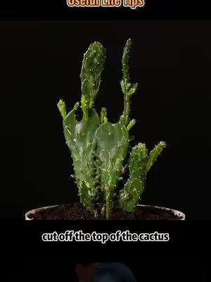 A green cactus, centered against a black backdrop, is presented in a decorative pot filled with soil. Above the cactus, text overlays appear, 'Useful Life Tips', and near the bottom frame is the additional text, 'cut off the top of the cactus'. The image uses a simple, clean composition with high contrast, highlighting the cactus.
