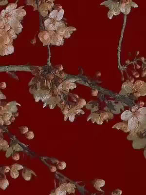 A close-up shot of a red background with branches of flowering cherry blossoms. The flowers are white and light pink, and the branches are brown. The composition is centered, with the blossoms and branches filling most of the frame.