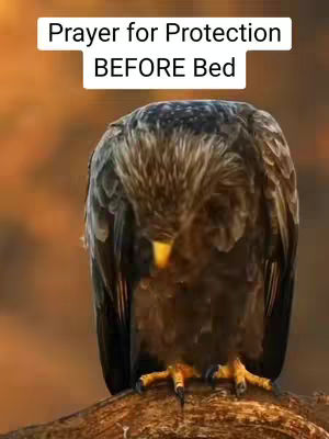 The image shows a bird with its head bowed, appearing to be in a praying position, with text overlayed at the top. The bird is set against a blurred background of warm colors, suggesting a natural environment.