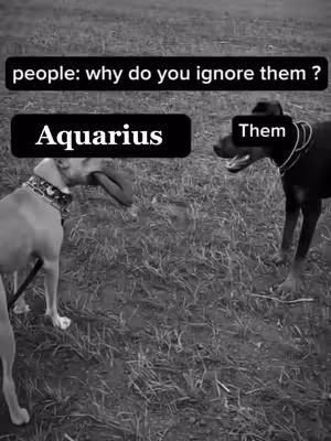 A grayscale image featuring two dogs on a grassy field. The dog on the left, labeled 'Aquarius', has its tongue slightly out, wearing a detailed collar. The dog on the right, labeled 'Them', is a darker color, also with a collar. Text bubbles overlay the dogs, framing them within the context of an astrological meme.