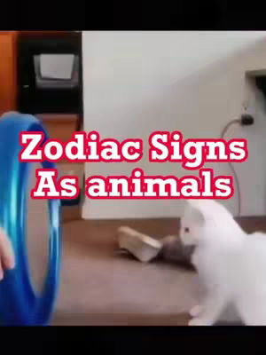 The image showcases a video frame featuring text overlayed on a scene involving a white cat and elements of a domestic environment. The top-center of the image has overlayed text in a red box that reads "Zodiac Signs As animals". In the foreground, a white cat is the focal point, positioned slightly off-center to the right and facing left ward.. Behind the cat, a blue, circular object appears to be part of a play element, possibly cat furniture. The composition is from a ground-level perspective, providing a view from the cat's eye level to emphasize the size relationship.