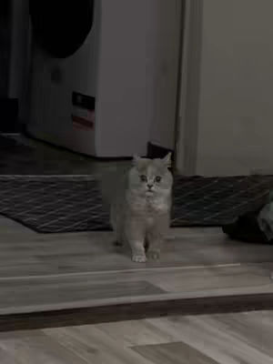 The image features a gray cat standing on a light-colored wooden floor. Behind the cat, there's a blurred background including various items and fixtures. The cat is the main focus.
