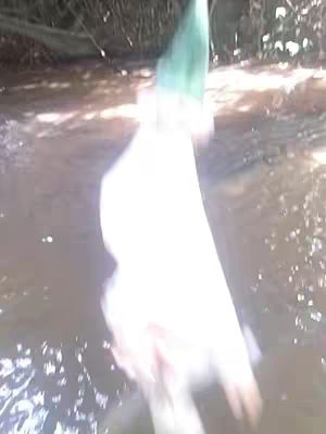 The image depicts a blurred scene of a body of water with greenish-blue plants above the water. The image is very bright and out of focus.