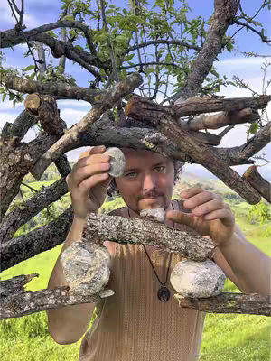 A man with curly hair and a neutral expression is seen standing next to a large tree branch. He is holding stones in his hands, and is encircled by tree branches.