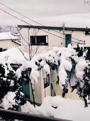 A wintery scene featuring snow-covered trees and buildings. The image is taken outdoors with the sky visible in the background. Snow is heavily covering the branches of trees and bushes, and also on rooftops of buildings to create a serene winter landscape.