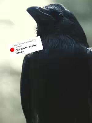 A close-up shot of a black raven, positioned slightly off-center. The raven is facing towards the upper-right, with its head and beak visible. The background is a blurred out mix of greens and whites, suggesting foliage and possibly the sky. A white rectangular overlay with text is placed on the left side of the image, and its text is readable.