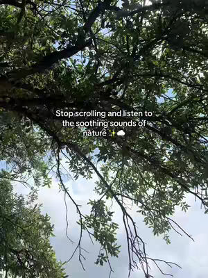 The image shows a view looking upwards through the branches and leaves of a tree. The sky is visible in the background, with some clouds present. Text overlayed on the image reads: "Stop scrolling and listen to the soothing sounds of nature".