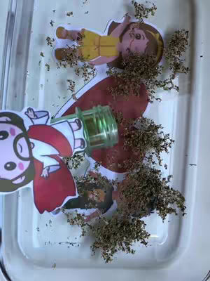 The image features an overhead view within a translucent container. Inside, there are vibrant printed cutouts of a Jesus character and a child, among other cutouts partially buried in small brown particles, possibly representing foliage or debris. The background is a translucent surface with soft neutral lighting.