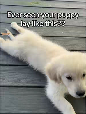 A golden retriever puppy laying on its back, legs outstretched, on a gray wooden surface. Above the puppy is text overlay.