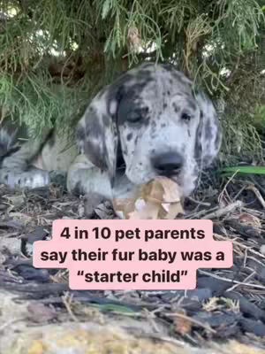 A close-up shot of a Great Dane puppy lying on the ground amidst leaves and twigs. The dog has a mottled, gray and white coat and is holding a small object in its mouth. The background is blurred green foliage. A pink rectangular text overlay is superimposed on the image.