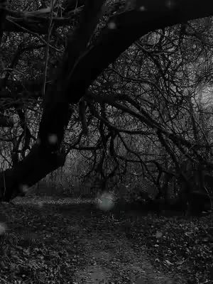 A grayscale image depicting a dark, moody forest path. The path, covered in fallen leaves, leads into the distance under the arch of a large, gnarled tree. The scene is shadowed and atmospheric, suggesting a sense of mystery or introspection.