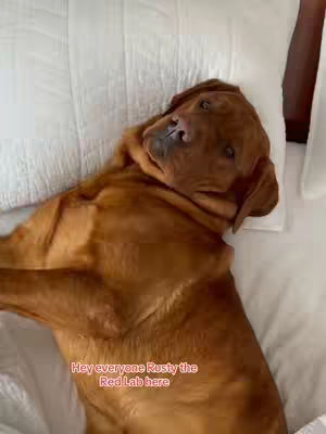 A reddish-brown Labrador Retriever is shown lying on a white bed with a white pillow behind it. The dog is angled towards the camera, with its head slightly raised, and has a relaxed expression. Below the dog, a text overlay reads Hey everyone Rusty the Red Lab here, written in a reddish-pink color.