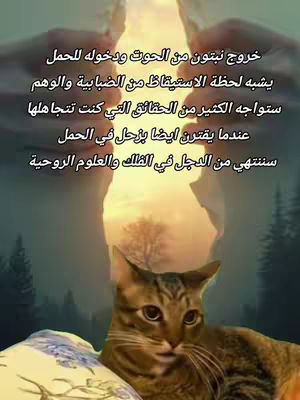 The cover image features an illustration of a cat lying on a bed, with text overlayed on the image in Arabic. The overall scene is composed with an illustrated background and a blurred sky.