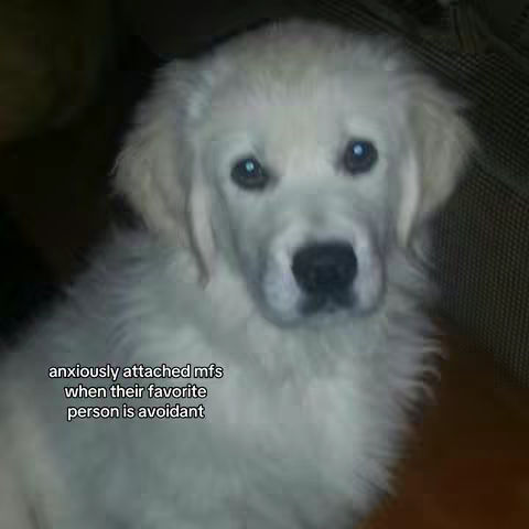 A close-up shot of a white puppy with dark eyes, looking directly at the camera. The dog has fluffy fur, and the lighting is somewhat dim, creating a darker background that makes the dog's features stand out. Text overlaid on the image reads: 'anxiously attached mfs when their favorite person is avoidant'.