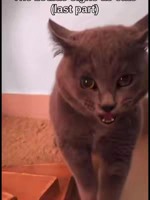 A close-up shot of a gray cat with its mouth slightly open as if meowing. The cat is in the foreground with a blurred background.