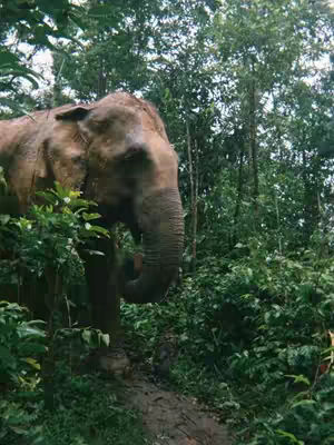 An elephant partially obscured by dense jungle foliage. To the left of the frame, leafy green vegetation fills the foreground, creating a lush, textured backdrop. In the center, the side of the elephant's head and part of its trunk are visible, the rough skin contrasting with the soft greenery. The background is filled with more trees, suggesting a natural, wild environment. The lighting appears diffused, casting soft shadows and enhancing the natural tones of the scene.