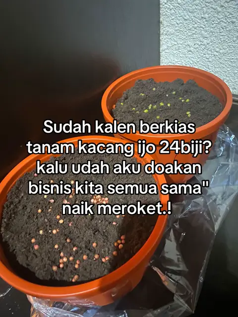 The image shows two orange pots filled with soil, with seeds planted in them. The pots are viewed from a slightly angled perspective, against a blurred background. Text is overlaid on the image in white, giving instructions or a message in Indonesian.