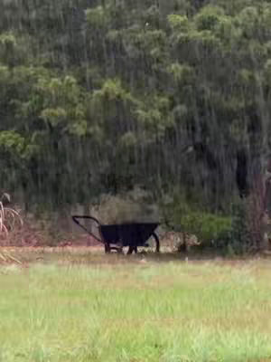 A serene outdoor shot featuring a lush green grassy field in the foreground. Behind it, a dark, weathered wheelbarrow sits peacefully. The background is filled with densely packed trees and foliage, with rain falling.
