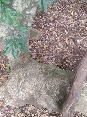 The image features a section of a tree trunk, with a large, textured base in the foreground. The bark appears rough and gray, with prominent ridges and patterns. To the left, a few green leaves are visible, adding a touch of color and indicating a natural environment. The background is filled with fallen leaves and loose soil, suggesting a forest floor or woodland setting.