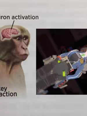 The image is a split composition. On the left is a cartoon-style drawing of a monkey with a cutaway view of its brain, with the words 'neuron activation' and 'monkey reaction'. On the right, a still from the game or anime Zenless Zone Zero showing a character in a blue and white uniform with a large weapon. The background is dark, which contrasts with the action figure.