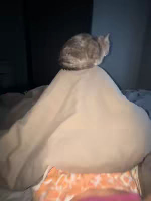 The cover image shows a gray cat sitting on top of a pillow on a bed. The lighting is dim, and the overall composition is casual.