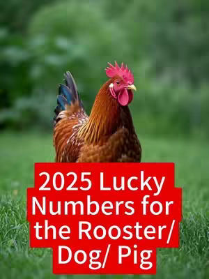 A rooster in the center of the frame, set against a blurry green background. Overlaid on the bottom is a red rectangle containing white text.