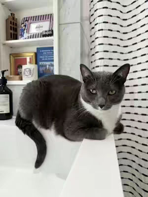 A cat sits on the edge of a white bathtub, looking directly at the camera. The cat has gray and white fur, with a gray body and white chest and legs. The background includes a black and white striped shower curtain, a white shelf with various items, and a dark-colored bottle to the left of the cat.