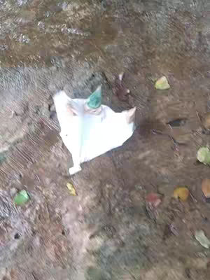 The image captures a close-up view of a rough, textured surface, possibly concrete, with scattered water and several small, colorful leaves. A crumpled white object, possibly a piece of paper or plastic, is centrally placed, having a green-tipped form.