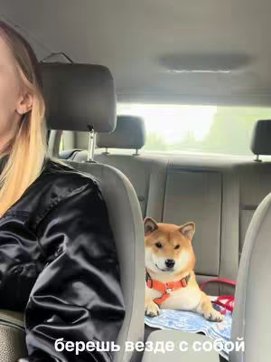 A woman sits in the driver's seat of a car, facing towards the back seat. A shiba inu dog is in the back. The hook is on the bottom, in russian text: 'берешь везде с собой'