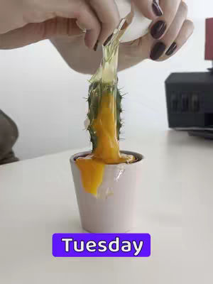 A person is pouring an egg yolk over a cactus in a small pot. A text box at the bottom says 'Tuesday'.