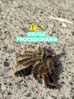 The cover image shows a close-up view of a concrete surface. At the bottom center, there is a cluster of processionary caterpillars, characterized by their dark bodies and fuzzy appearance. Above them, centrally aligned, is a turquoise-colored text overlay that reads 'ORUGA PROCESIONARIA'. Above and to the left of the text, a small cartoon caterpillar and a yellow warning sign is added. The overall composition is straightforward, with the caterpillars and text elements being the central focus set against the textured concrete background. The image uses mostly natural colors with high contrast.