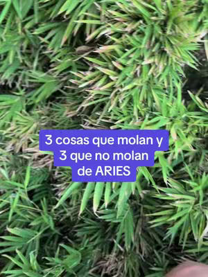 The cover image shows a background of dense green foliage, likely bamboo or similar plants. The image is dominated by shades of green, with varying tones creating depth and texture. Overlaid on the vegetation is a rectangular text box in a medium purple shade. Inside the box, white text provides a title or introductory statement above and a description below.