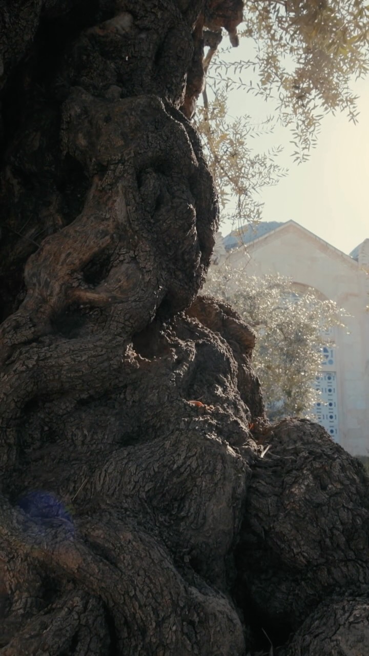The cover image captures a close-up detail of an ancient tree trunk. The rough, textured bark dominates the frame, showing deep grooves and a dark brown color. The branches of the tree extend, with a background featuring soft sunlight filtering through the leaves in the upper right area of the image. In the background, slightly out of focus, is a structure with a white facade and a peaked roof line, potentially a building or a church.