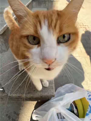 A close-up shot of a cat looking directly at the camera, with a plastic bag containing bananas in the foreground. The cat has orange and white fur and green eyes. The background is an out-of-focus outdoor setting.