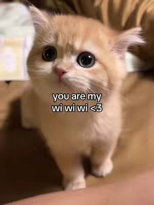 A close-up shot of a small, fluffy kitten with wide, expressive eyes. The kitten is light orange with darker orange patches and is looking directly at the camera. Overlayed text on the image reads "you are my wi wi wi <3". The background is out of focus, suggesting a shallow depth of field.