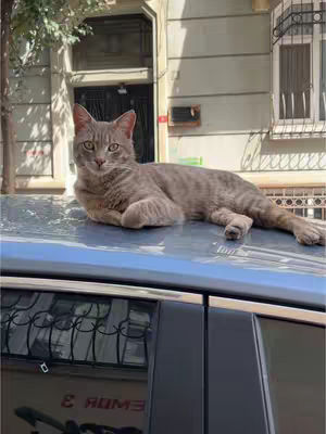 A cat is lying on the roof of a car, with a building and tree in the background. The cat is light grey and looks directly at the camera. The car is a light blue color with black window trim. The background is a stucco-style building with a dark door and a window to the right. A tree branch is visible in the upper left of the image.