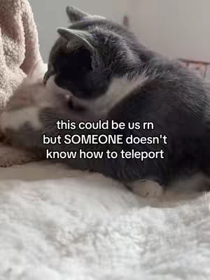 Two cats are curled up together on a fluffy white blanket. The cat on top is gray and white, with its head resting against the other cat. The cat underneath is lighter in color. Text overlay reads, 'this could be us rn but SOMEONE doesn't know how to teleport'.