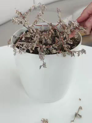 A close-up shot shows a white ceramic pot holding a dead or dying plant. The plant's stems are dry and brown, with sparse, withered leaves adding a desaturated look. Some dry leaves are scattered on the white surface below the pot. The background looks like a white wall. A hand is partially visible, seemingly adjusting the plant, implying care or observation.