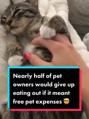 A cat rests comfortably on a soft white blanket, its head gently touched by a hand with painted pink nails. Text in a black and blue box overlays the image, stating a pet-related statistic.