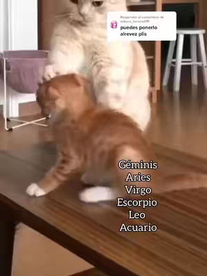 The image shows two cats indoors, one larger and lighter in color standing behind a smaller, orange cat. The smaller cat is looking away from the camera, seemingly interacting with the larger cat. Text on the image lists zodiac signs.