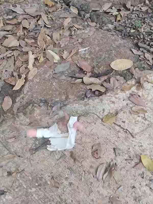 A top-down shot of a natural setting with brown leaves on the ground and a light-colored object in the center with a pink and white object attached to it. The ground is a mix of dirt, rocks, and fallen leaves.