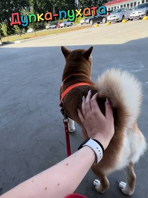 A person's hand is petting a Shiba Inu dog's fluffy tail, as the dog faces away from the camera. The dog is wearing an orange harness and the person wears a white watch on the wrist. In the background, there is a parking area and cars.