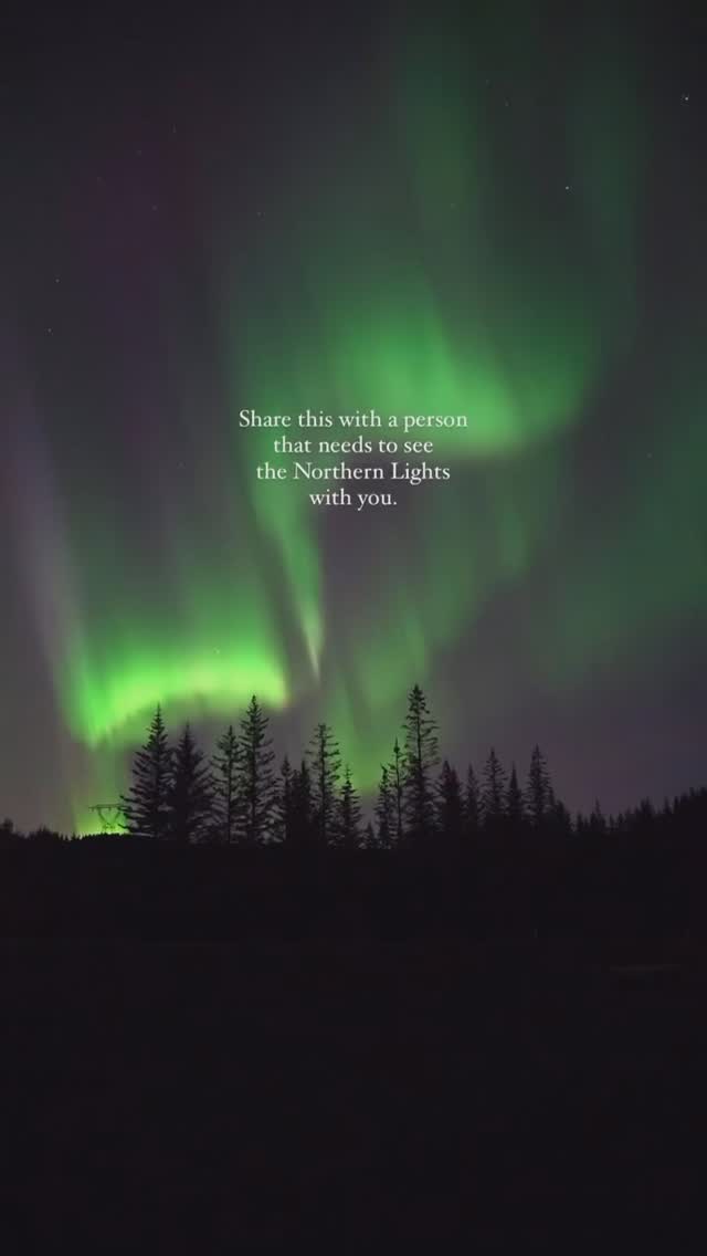 An image of the Northern Lights with green and purple hues illuminating the night sky. Silhouetted trees are visible at the bottom.