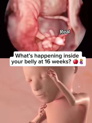 The image is a split view showcasing a medical scan on top and a 3D render of a fetus below. The top segment displays the inside of a uterus with a fetus, in shades of red and pink. The bottom half features a 3D rendered fetus, in soft pink, with its hands near its face. White text overlays are at the bottom.