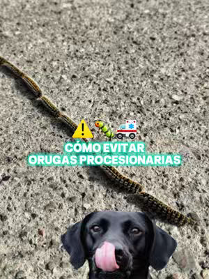 The image shows a close-up view of a stone surface, with a line of processionary caterpillars diagonally across the top. Below, is a black dog with its tongue sticking out, as if it is licking something. Above the caterpillars, there are emojis of an exclamation mark inside a yellow triangle, a green color, and an ambulance. The hook text is in a turquoise box.