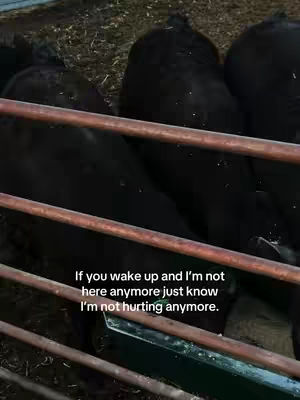 The camera view from a pen of cows, slightly angled from the top left corner, with a metal fence in the foreground, the cows are black and the fence is brown. The image shows a line of black cows, tightly packed together in a dark pen. The fence, with horizontal rails, provides a foreground visual, and the cows occupy the rear of the image. The lighting is dim, adding to the somber tone, while the overall composition focuses on the subject, with a text overlay at the bottom adding context.
